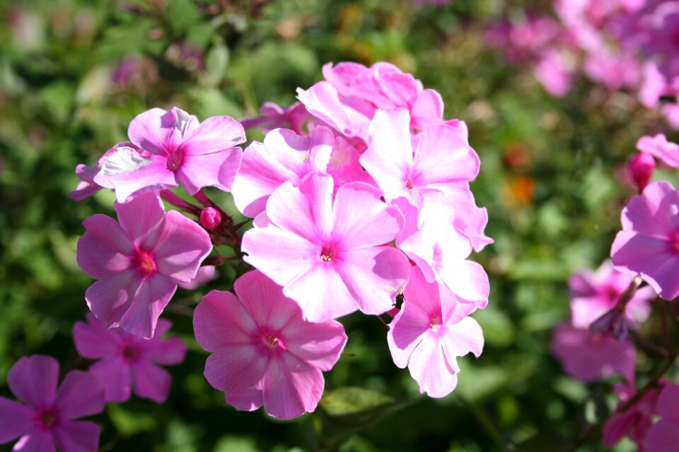 Macro summer plant