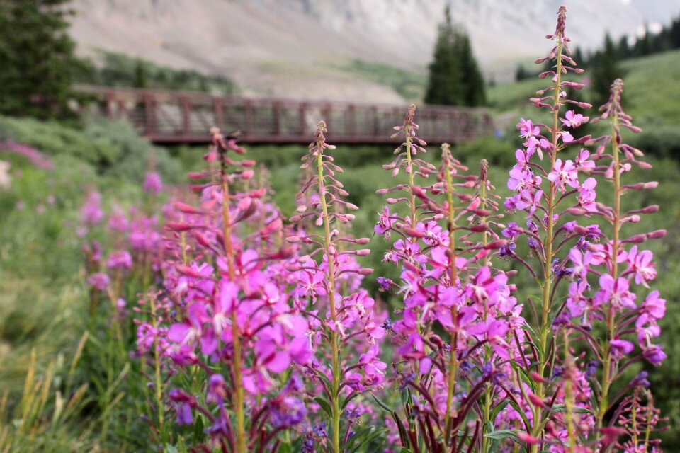 Mountain flowers bridge