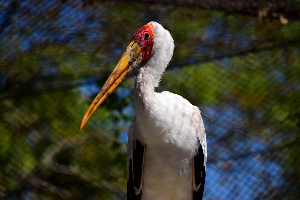 Bird wildlife zoo