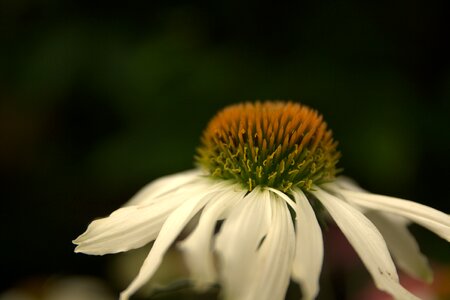 Echinacea summer garden photo