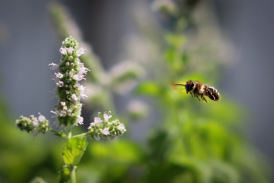 Insect summer pollen photo