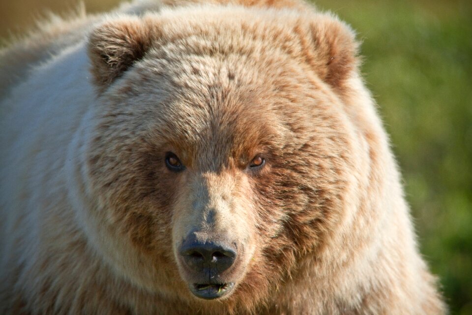 Nature animal mammal