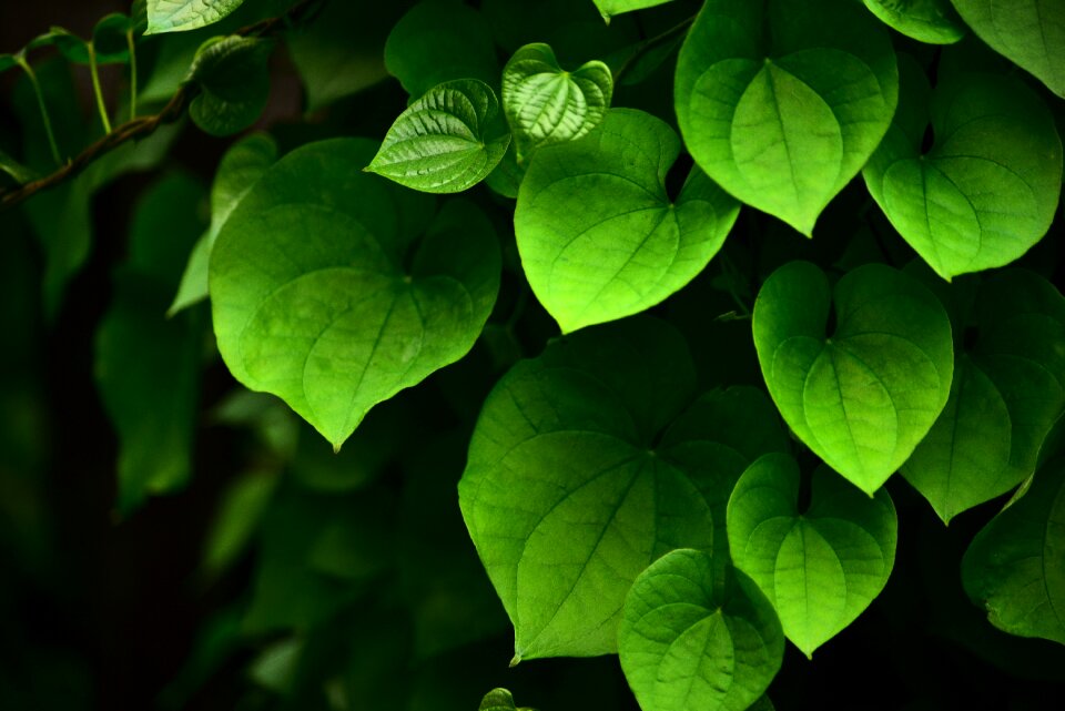 Leaf green leaf plant