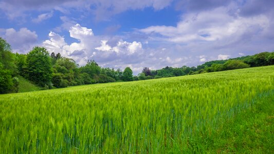 Field arable cereals