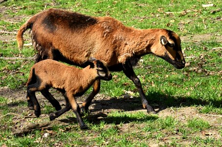 Reborn young animal newborn