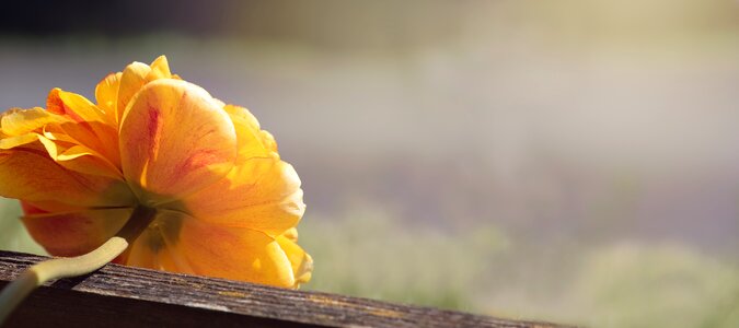 Blossom bloom orange photo