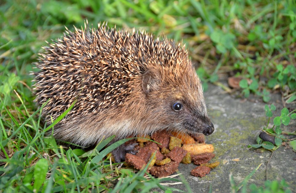 Nature animal hedgehog