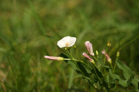 Flower white summer