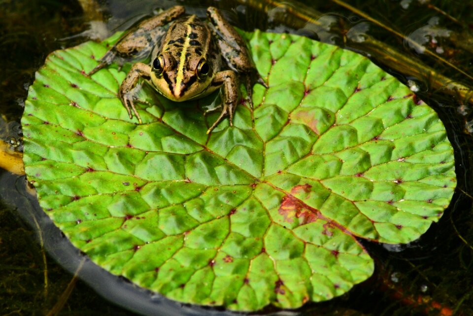 Frog gold wire frog animal