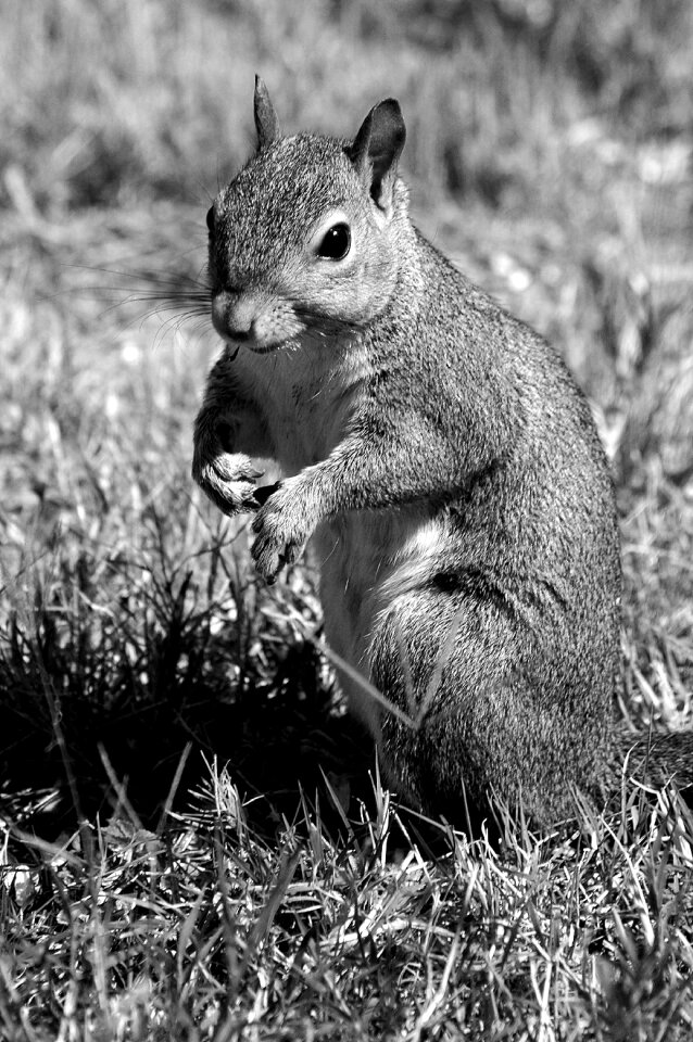 Rodent cute nature