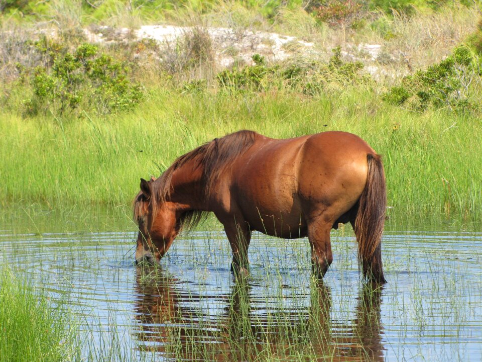 Nature feral wilderness