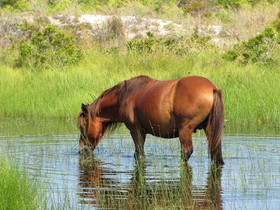 Nature feral wilderness