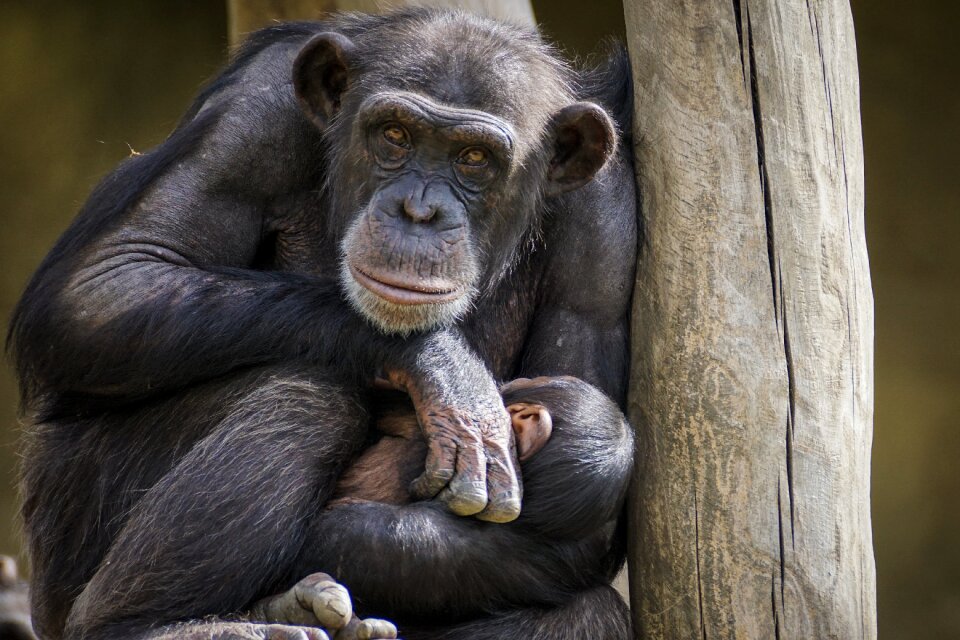 Mammal zoo primates