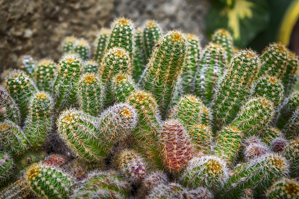 Nature garden flowerpot