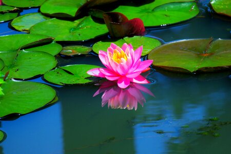 Lily flower water lilies photo
