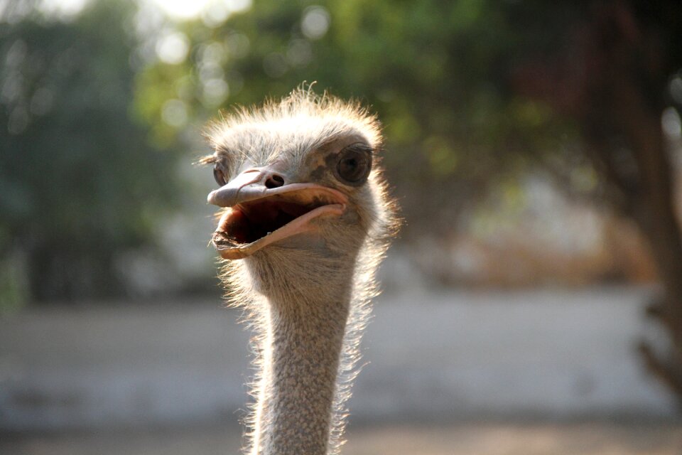 Bird ostrich bigbird