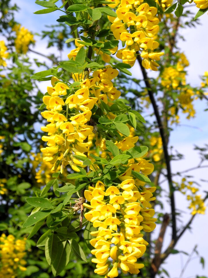 Nature bush blossom