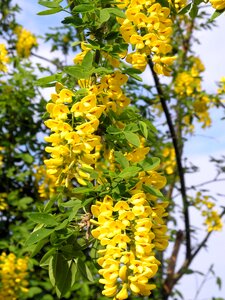 Nature bush blossom