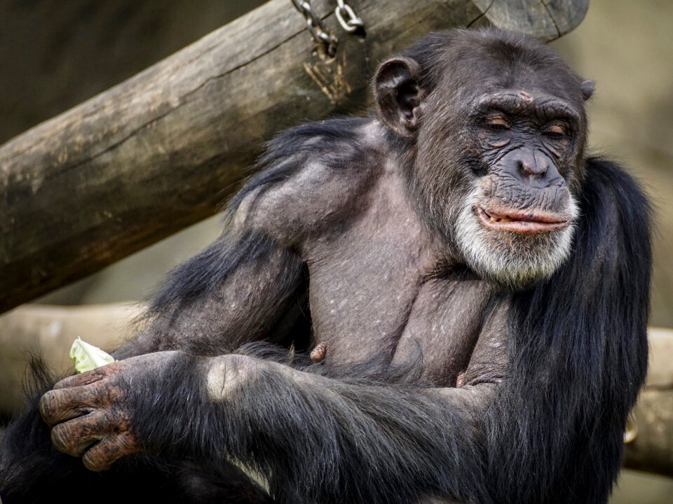 Mammal zoo primates