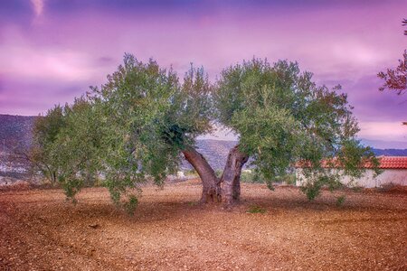 Agriculture olives rural