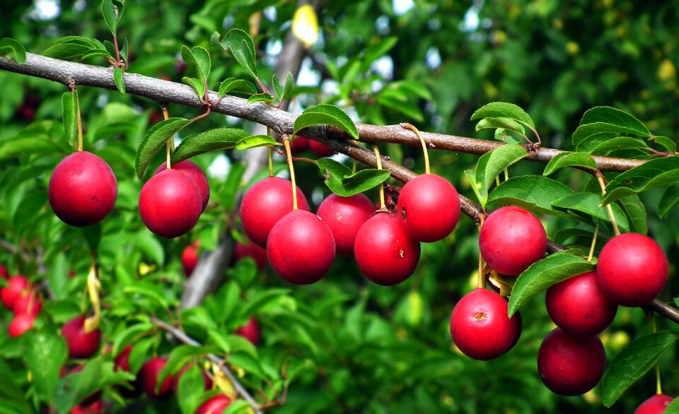 Fruit red summer
