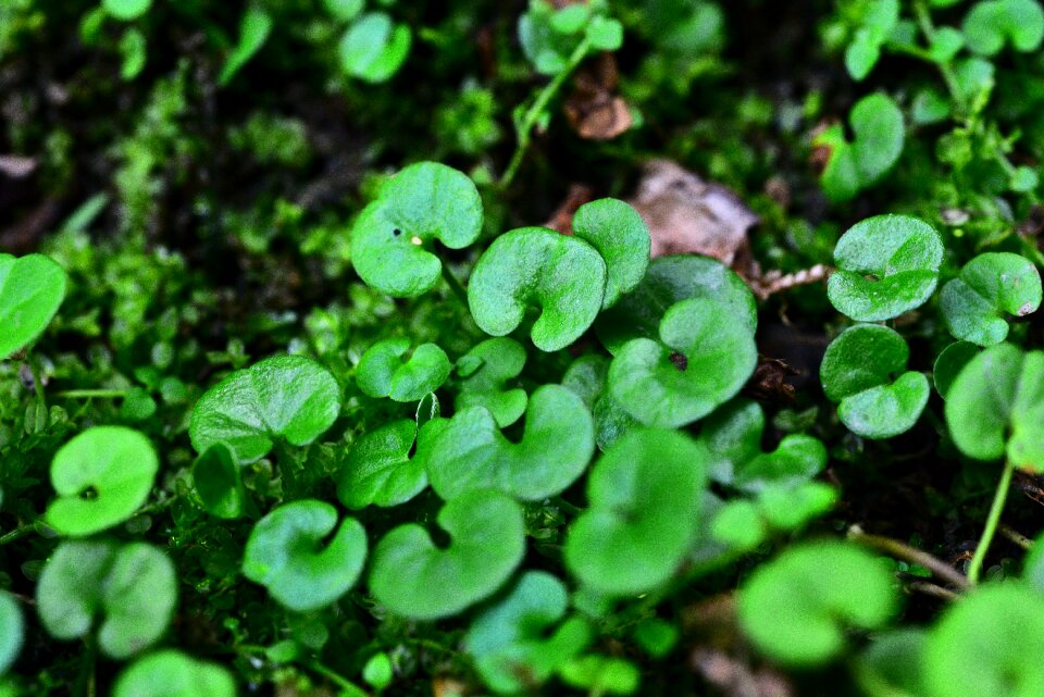 Leaf green leaf plant