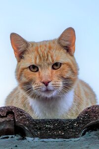 Animal domestic cat pet