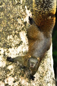 Squirrel mammal wildlife
