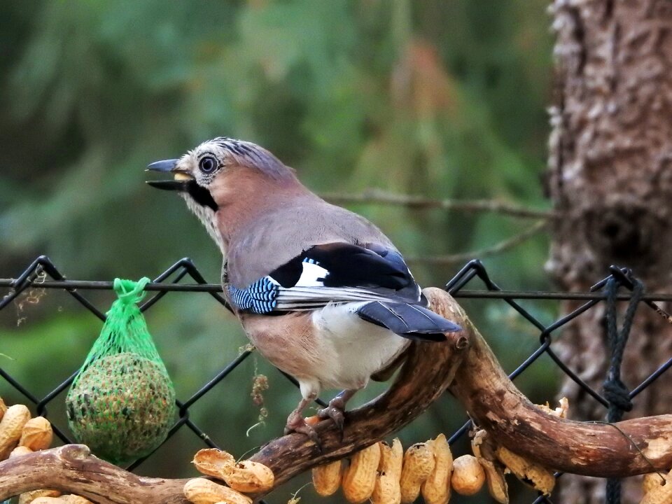 Peanuts plumage bird