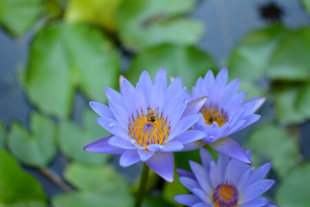 Purple lotus 潔 net flowering