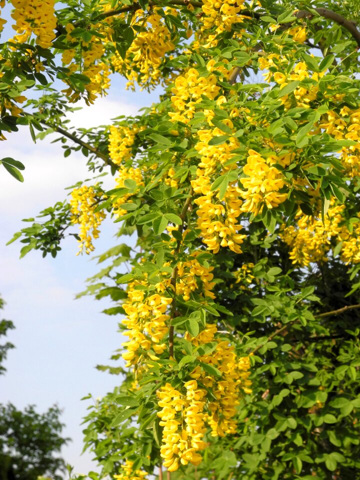 Nature bush blossom