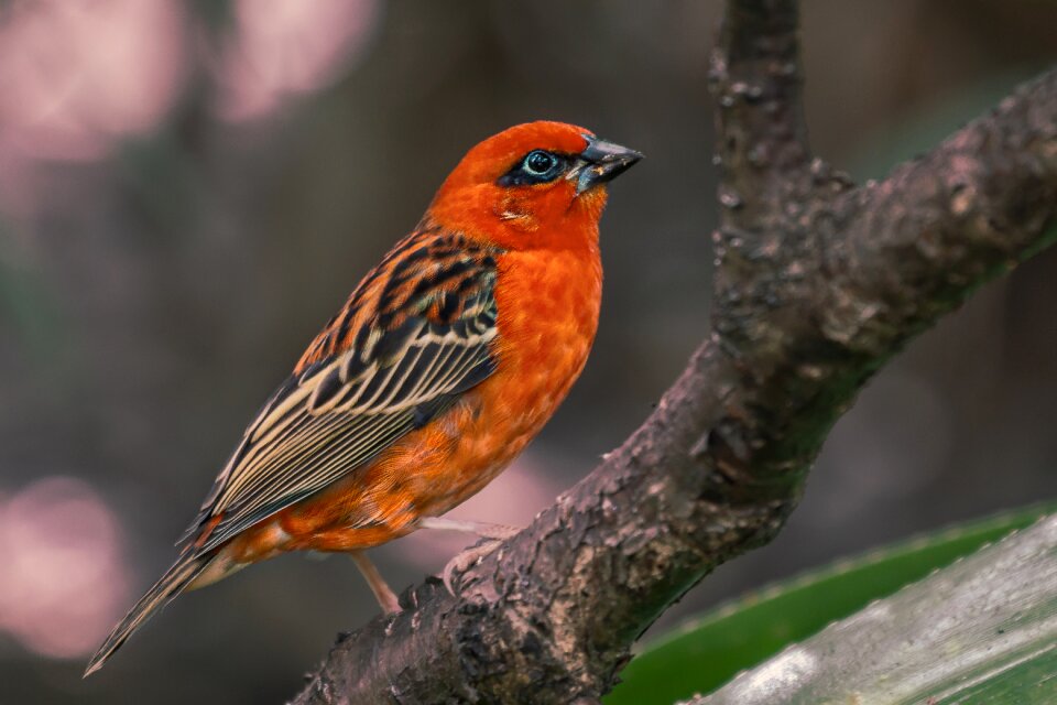Colorful orange beauty