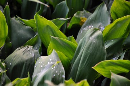 Drops rain plant
