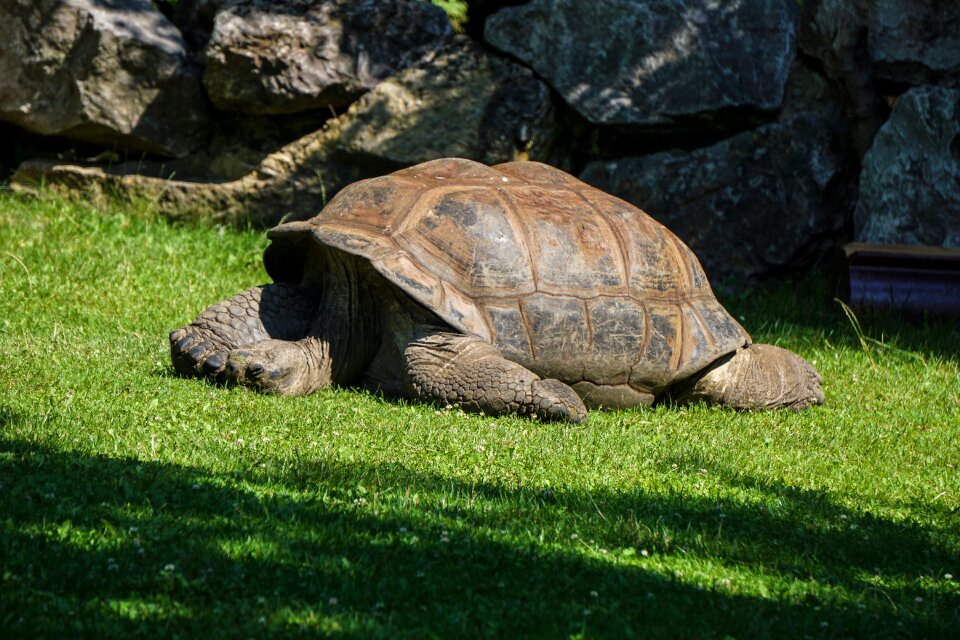 Panzer armored tortoise