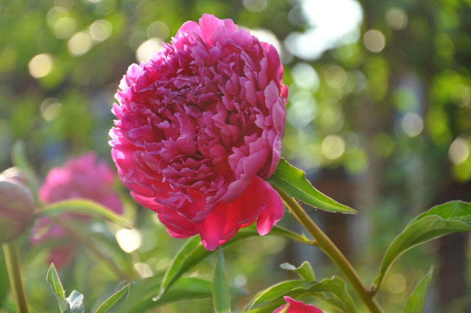 Bloom pink flora