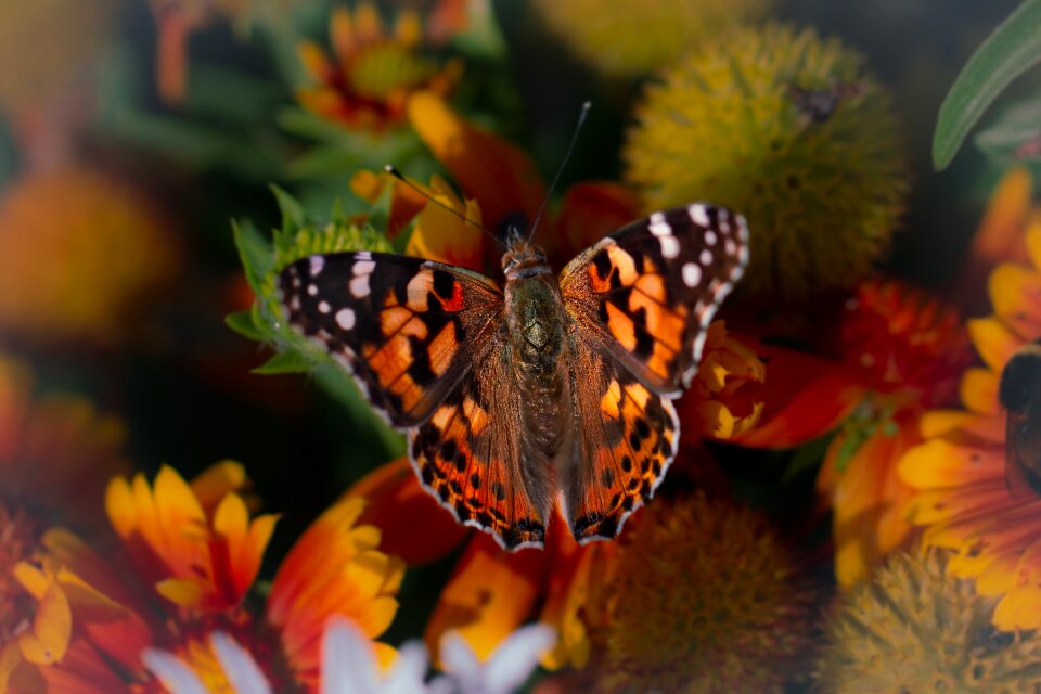 Colorful summer orange