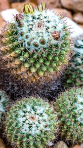 Desert thorn botanical