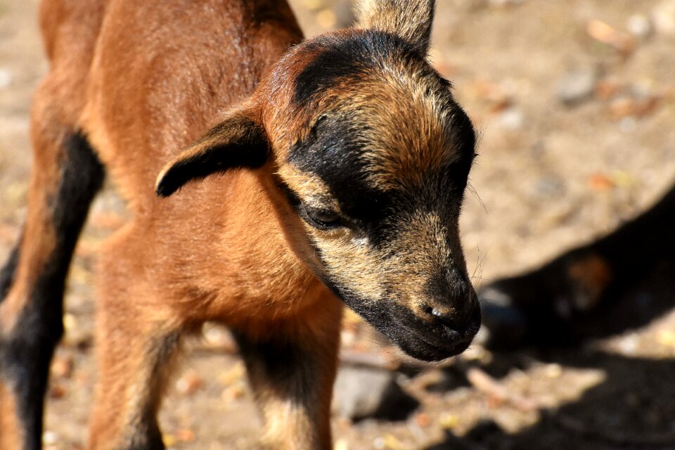 Newborn cute animal world