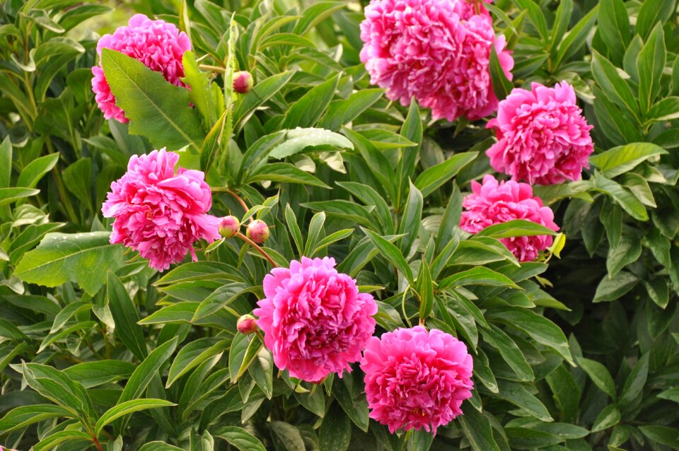 Pink bloom flower