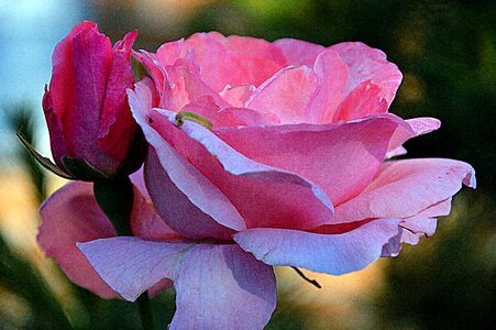 Flower rose nature
