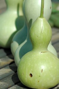 Green yard green bottle