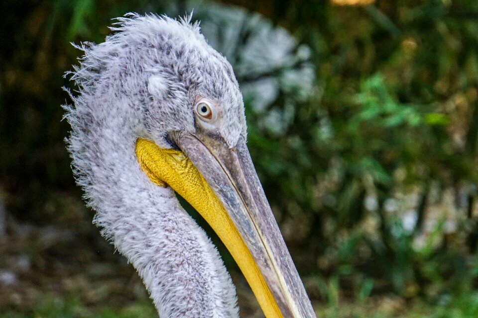 Water bird plumage nature