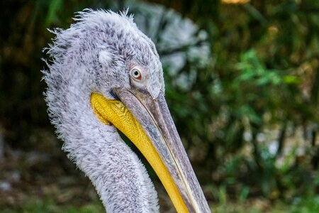 Water bird plumage nature photo