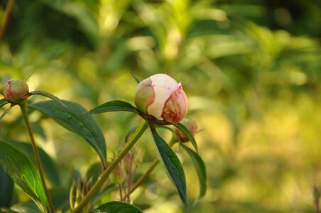 Growth bloom garden