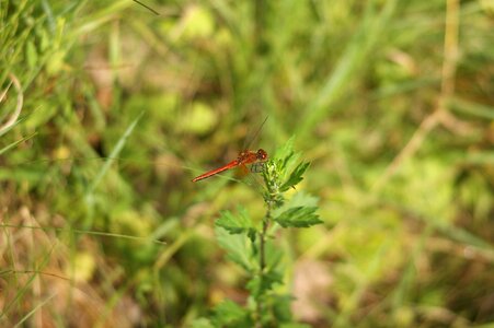 Insect red europe