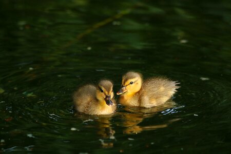 Water bird surface pond photo