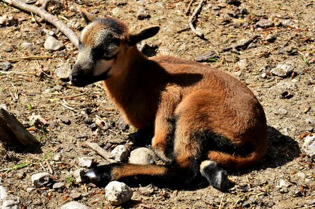 Newborn cute animal world