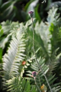 Sheet leaves bud