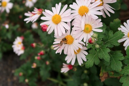 Autumn honeybee plant