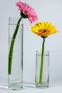Yellow vases blossom